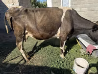 Ng'ombe jike, Swiss cattle — picha 1