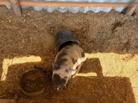 Säue, Schweine — Foto 6