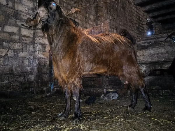 Mbuzi dume, Kamori goats