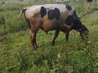 Ng'ombe dume, Simmental cattle — picha 6