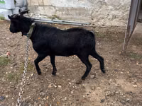 公山羊, Murcia-Granada goats — 照片 1