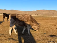 गाय, Latvian Blue cattle — फ़ोटो 2