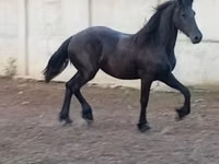 Mare, Horses — photo 7