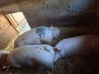Sow, Pigs — photo 1