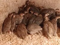 Guinea fowl — Foto 5