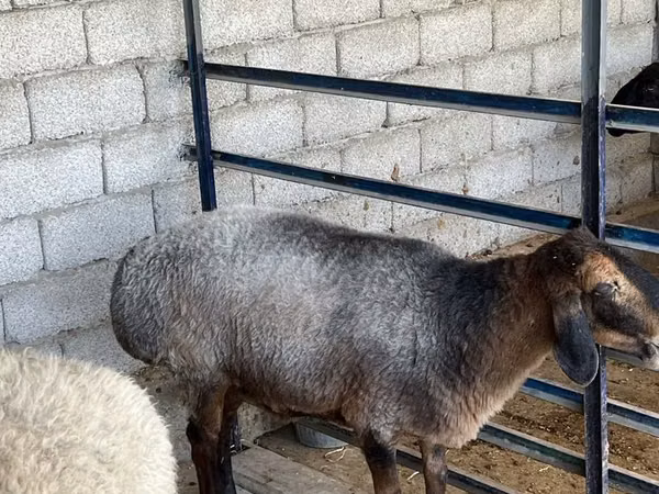 母羊, Sheep