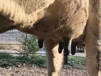 Ng'ombe jike, Swiss cattle — picha 7