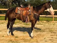 Farasi jike, American paint horse — picha 4
