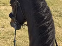 Caballo, Dutch warmblood horse — foto 3