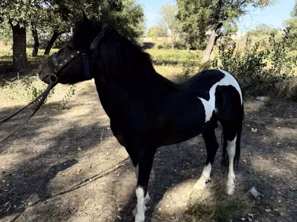 Pferde (Partie, Geschlecht nicht angegeben), American shetland pony