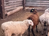 मेढ़ा, Kazakh fat-tailed coarsewool sheep — फ़ोटो 3