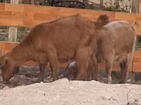 Goat, Goats — photo 3