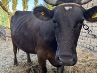 Ng'ombe jike, Swiss cattle — picha 3
