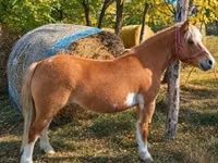 Farasi jike, Shetland Pony — picha 2