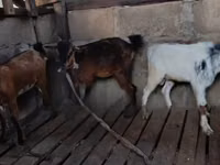 Mbuzi (kikundi, jinsia haijatajwa), Mbuzi — picha 4