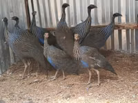Guinea fowl — Foto 3