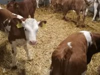 牛只（批次，未指定性别）, Simmental cattle — 照片 3