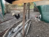 Chickens — Foto 4