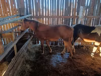 Yegua, Yakutian horse — foto 2