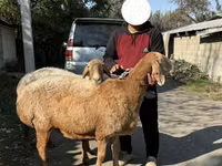 भेड़, Arashan sheep — फ़ोटो 5