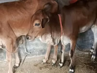 Kuh, Brahman — Foto 2