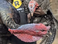 Turkeys — picha 1