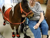 Hengst, Miniature horse — Foto 5