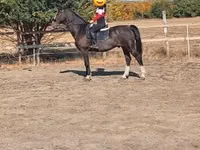 Caballo, Dutch warmblood horse — foto 4