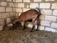 Goat, Italian Alpine goat — photo 5