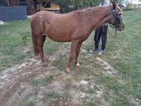 Yegua, Caballos — foto 3