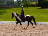 Farasi dume, Friesian — picha 4