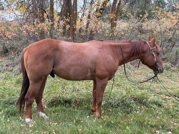حصان, Quarter Horse