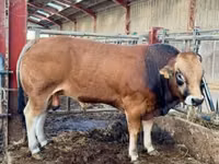 Bull, Partenaise cattle — photo 5