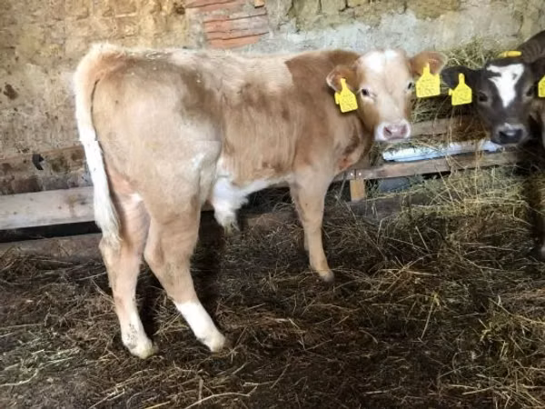 ثور, Simmental cattle