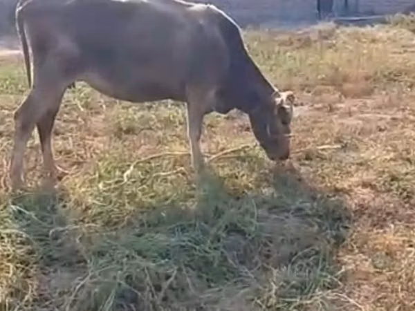 Ng'ombe jike, Latvian Blue cattle