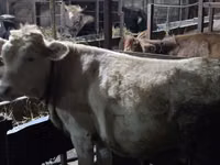 Kuh, Simmental cattle — Foto 1