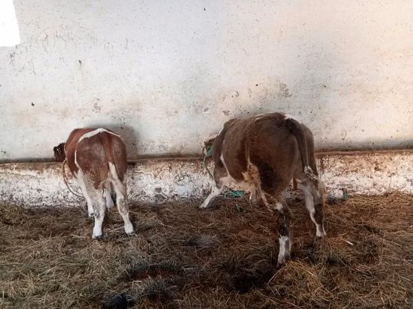 Ng'ombe dume, Simmental cattle