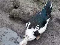 Ducks — الصورة 3