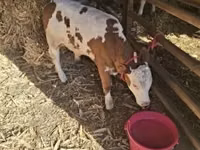 सांड, हंगेरियन ग्रे नस्ल — फ़ोटो 1