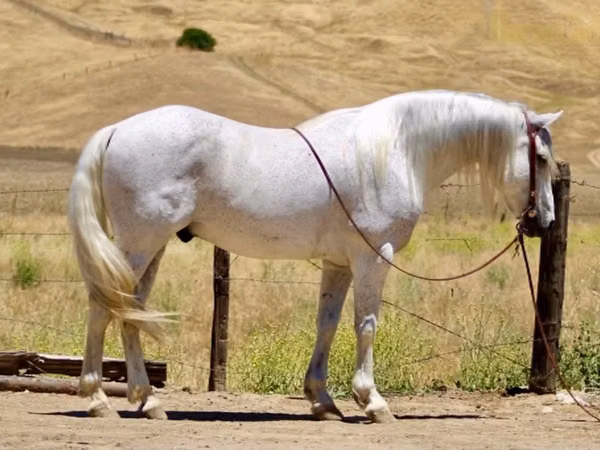 حصان, Quarter Horse