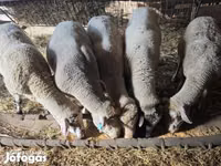 Ram, Sheep — photo 1