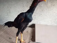 Chickens — 照片 7