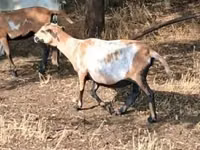 Kondoo jike, Cameroon sheep — picha 3