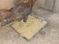 Chickens — picha 3