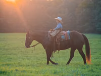 Farasi dume, Quarter Horse — picha 5