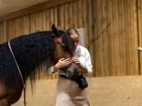Mare, Friesian — photo 7