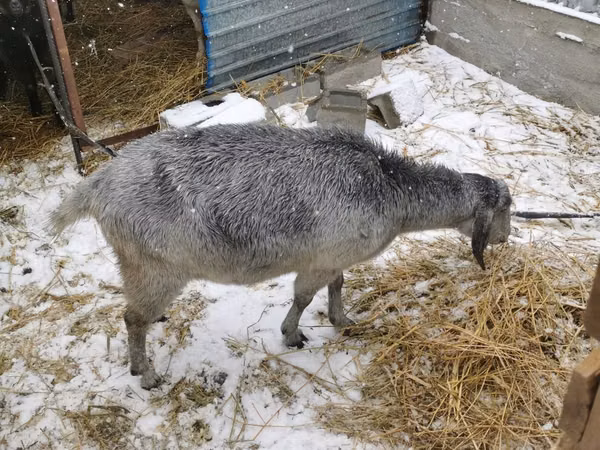 Mbuzi jike, Nubian Goat