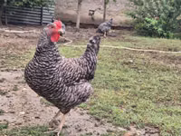 स्लोवेनियन बैर्ड हेन — फ़ोटो 6