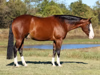 公马, Quarter Horse — 照片 7