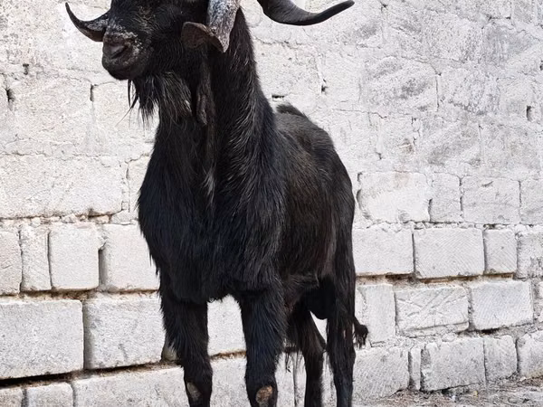 Mbuzi dume, Anatolian Black goats